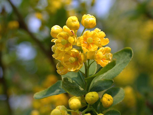 Flores amarillas