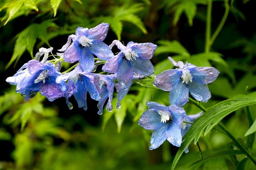 Flores azules