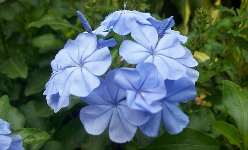 flor azul