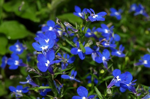 flor azul