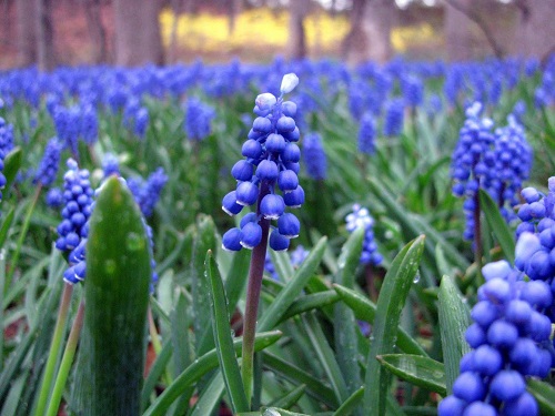 flor azul