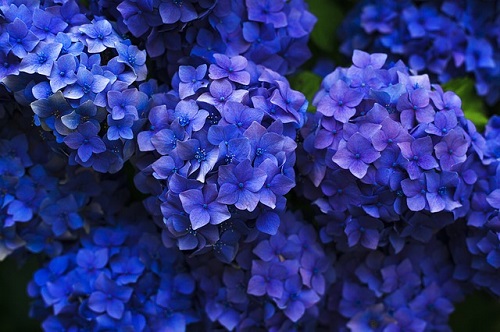 Flores azules