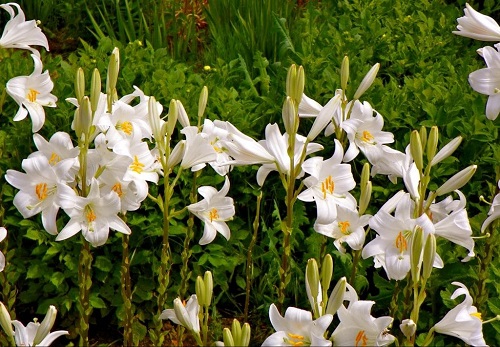 Flores blancas