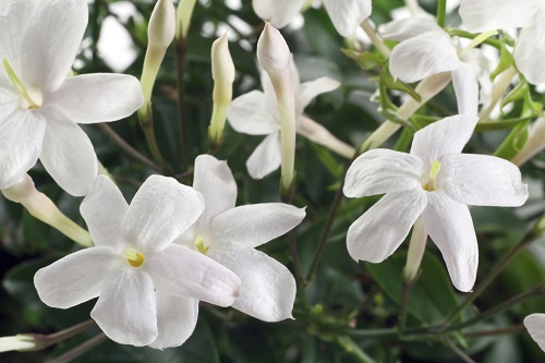 Flores de color blanco