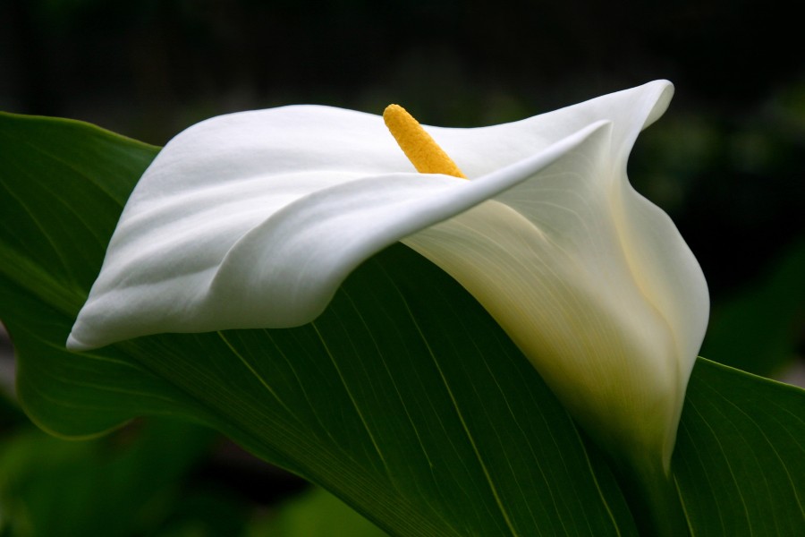 Flores blancas y amarillas