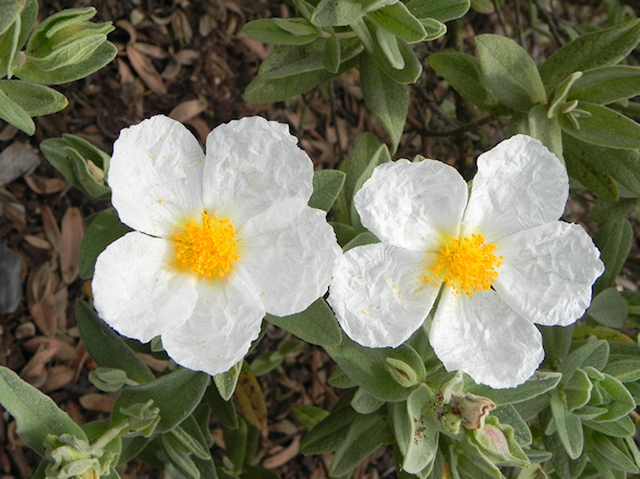 Flores blancas y amarillas