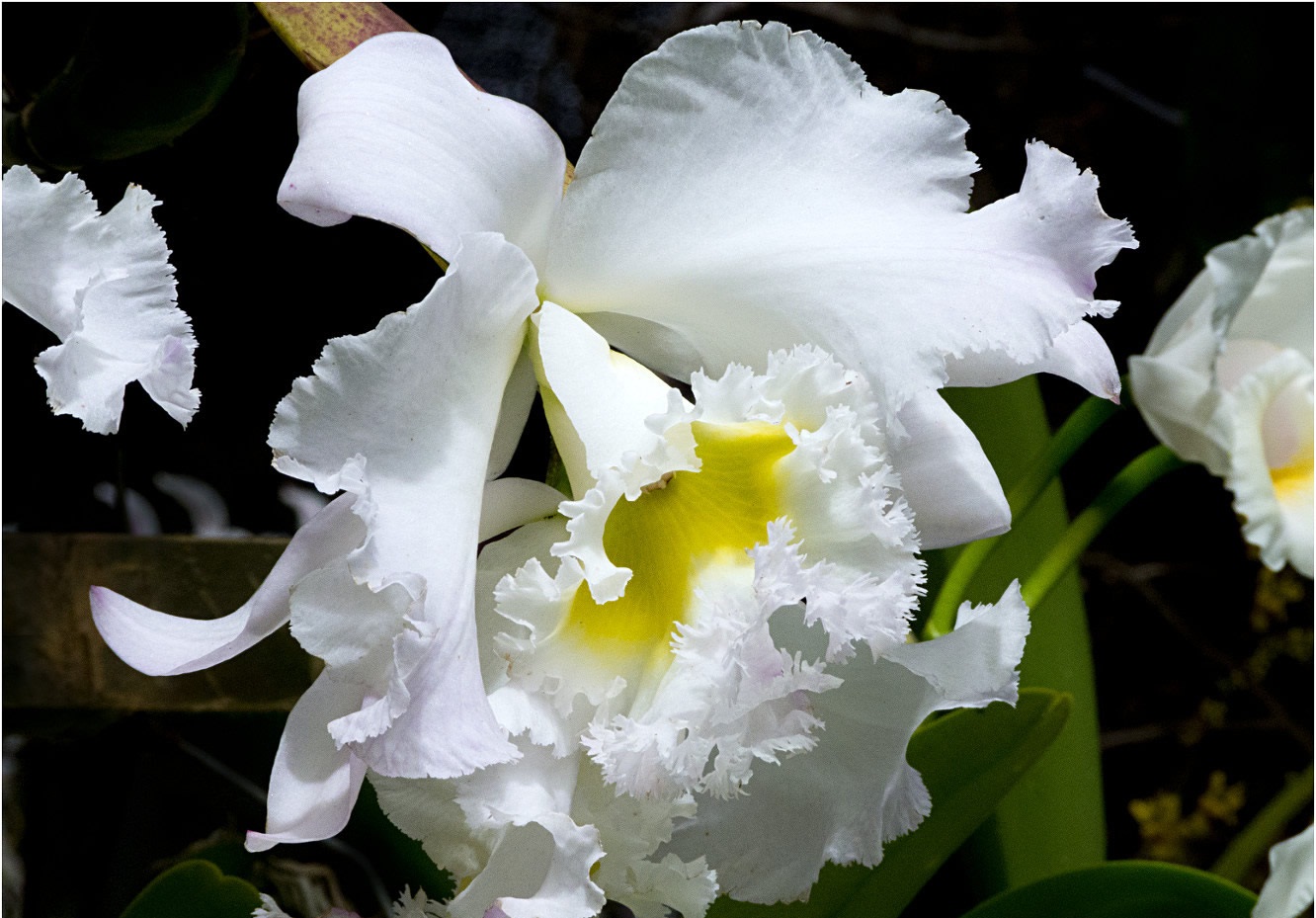 Flores blancas y amarillas