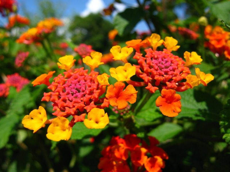 Flores Bonitas