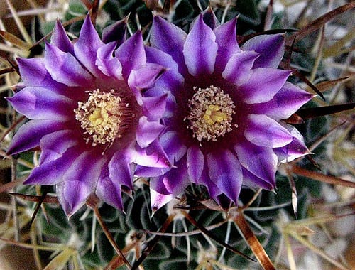 Flores de los cactus: anatomía y polinizadores