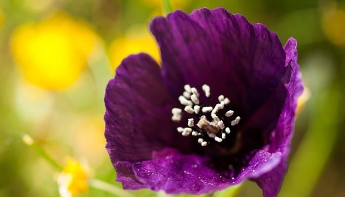 Flores De Amapola Morada. Origen,
Descripción, Cultivo, Cuidados,
Propiedades