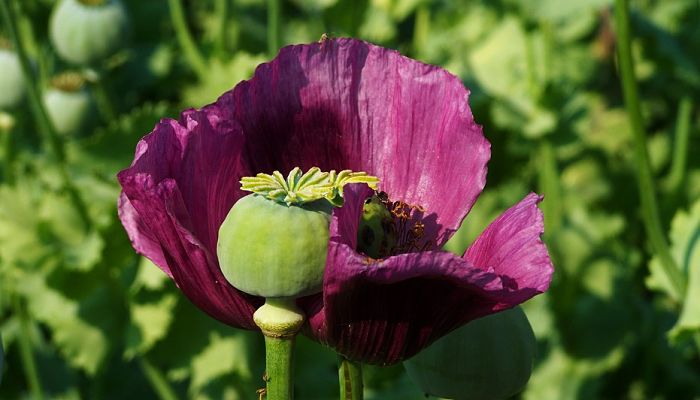 amapola púrpura