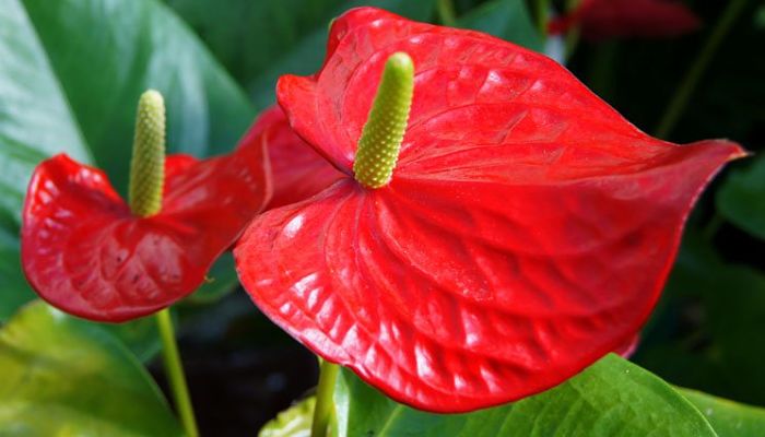 flores de anthurium