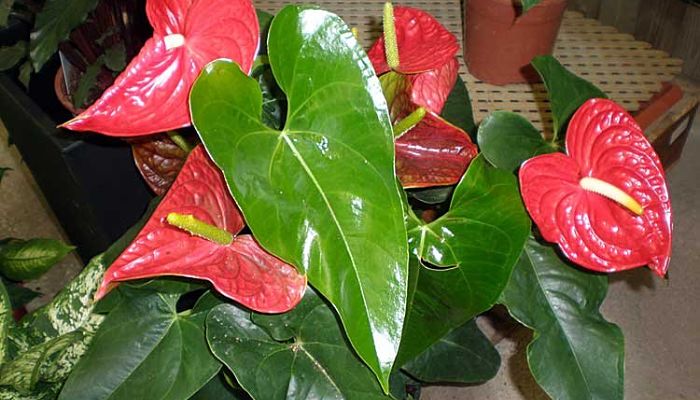 flores de anthurium