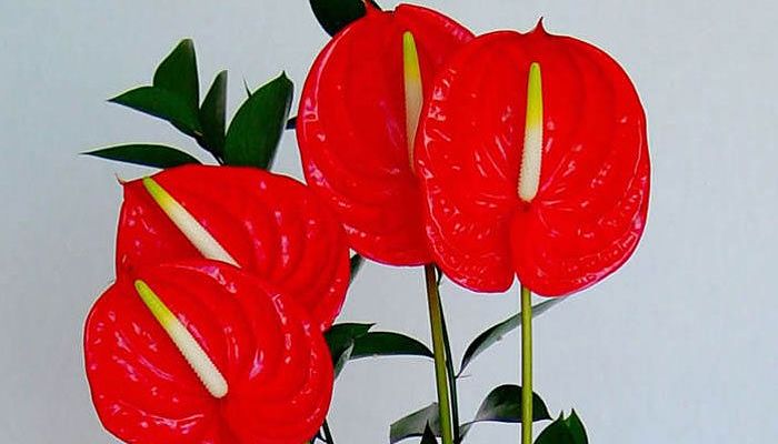 Anthurium