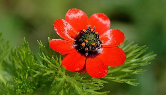 flor ojo de perdiz