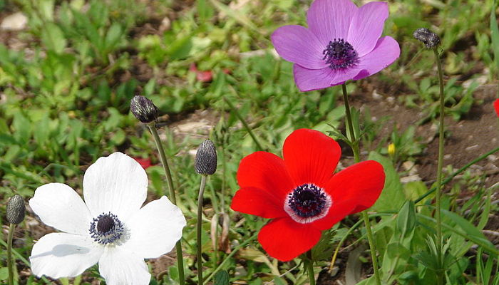 flor ojo de perdiz 