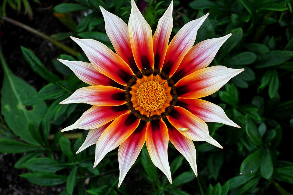 Flores de primavera: fotos, tipos,
características