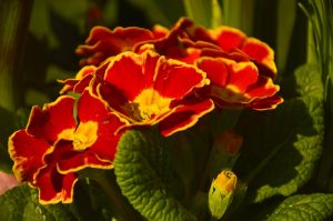 primulas