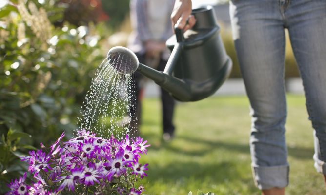 cuidados de las flores de verano