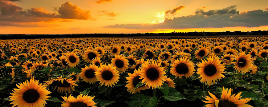 Flores de temporada verano