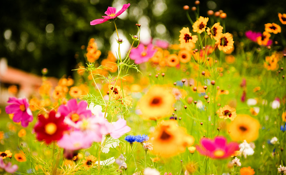 Flores de verano en pleno sol