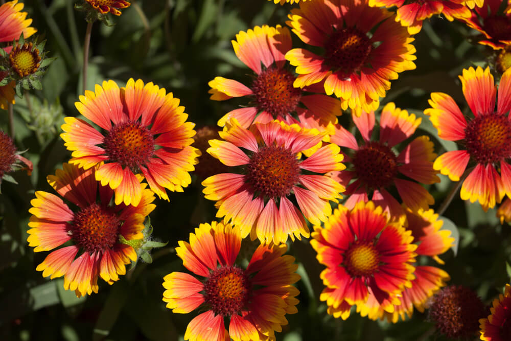 plantas de verano con flor