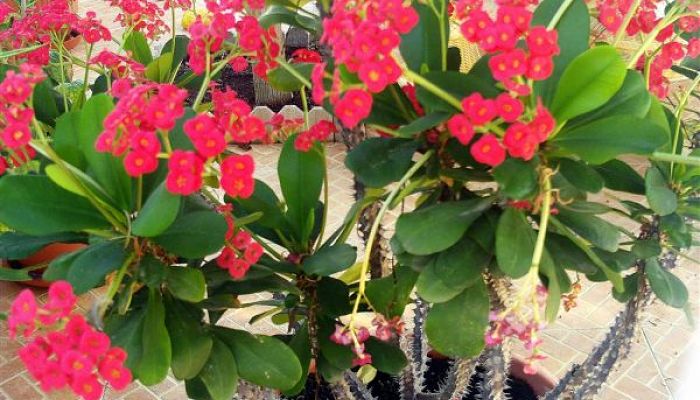 Flores Espinas De Cristo. Origen,
Descripción, Cultivo, Cuidados,
Propiedades