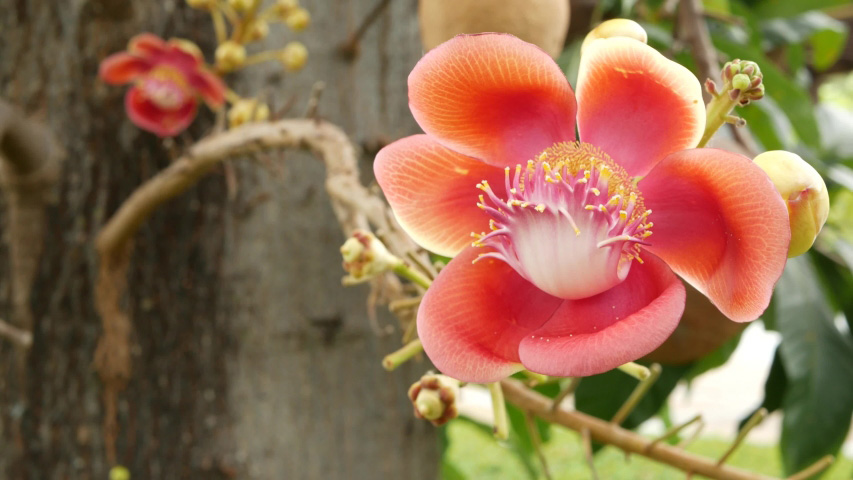 Plantas exóticas