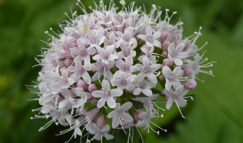 beneficios de la valeriana