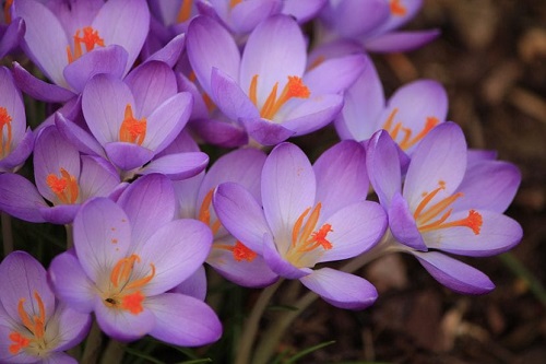 Flores Moradas Fotos Tipos Significado Caracter Sticas Im Genes