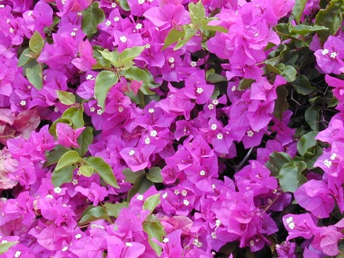 Flores moradas