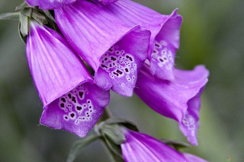 Flores moradas