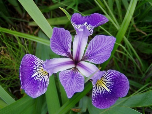 Flores moradas