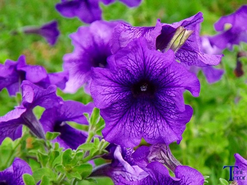 Flores moradas