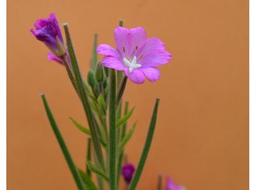 Flores de color rosa