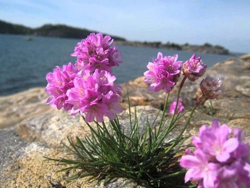 Flores de color rosa