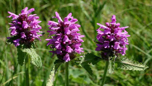 Flores de color rosa