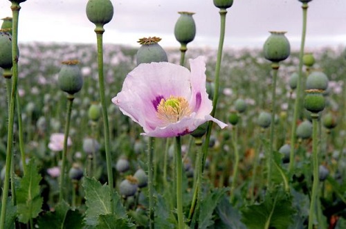 Flores de color rosa