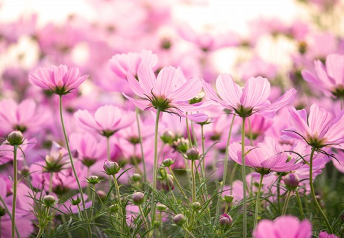 Flores rosas