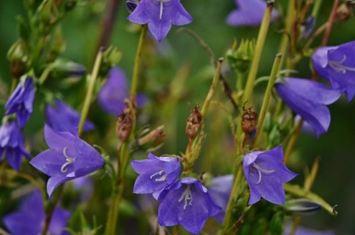 Flores silvestres