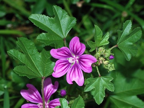 Flores silvestres