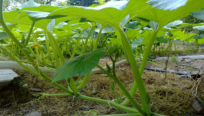 Fósforo para plantas