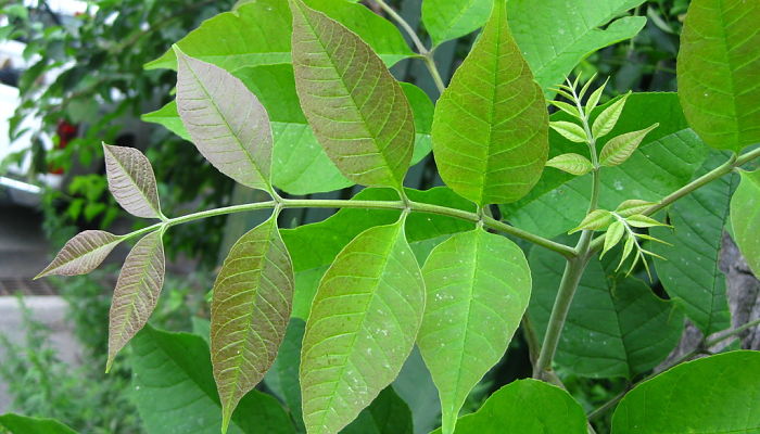 Fraxinus americana