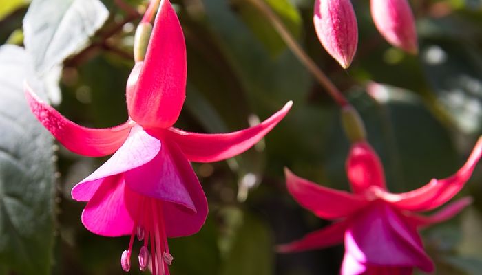 flores de fucsia