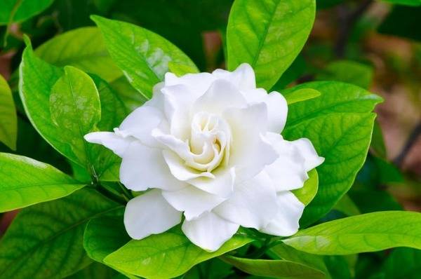 Gardenia flor