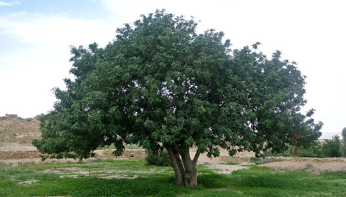 Garrofero (Ceratonia siliqua) 