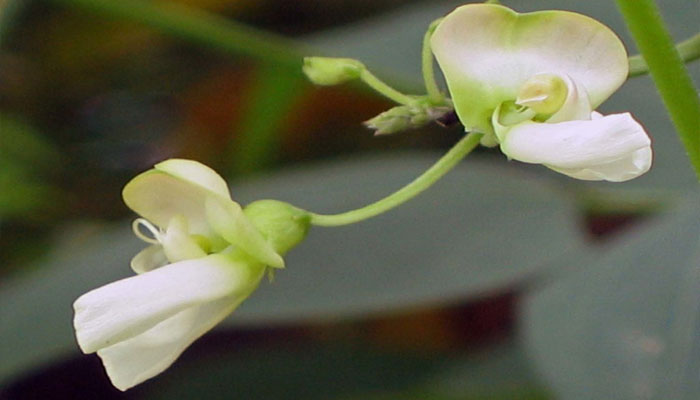 Flor de Garrofón