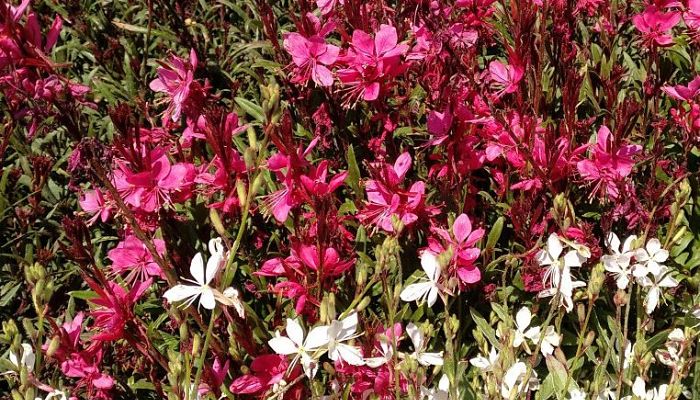 Gaura. Origen, Descripción, Cultivo,
Cuidados, Propiedades