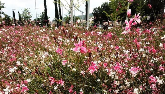 planta gaura