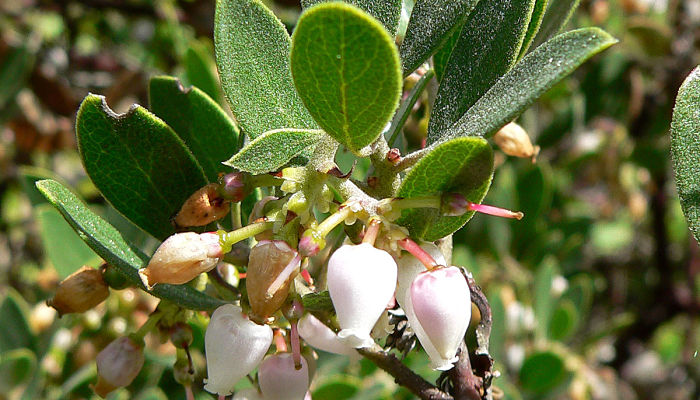 tipos de gayuba